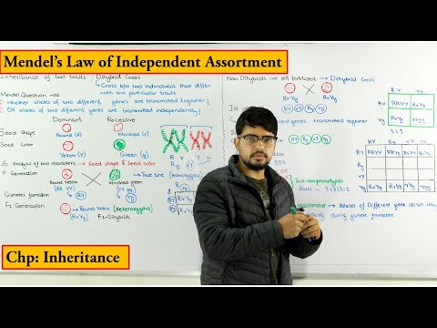 Inheritance of two Traits / Dihybrid cross | Mende Law of independent Assortment | Genetics