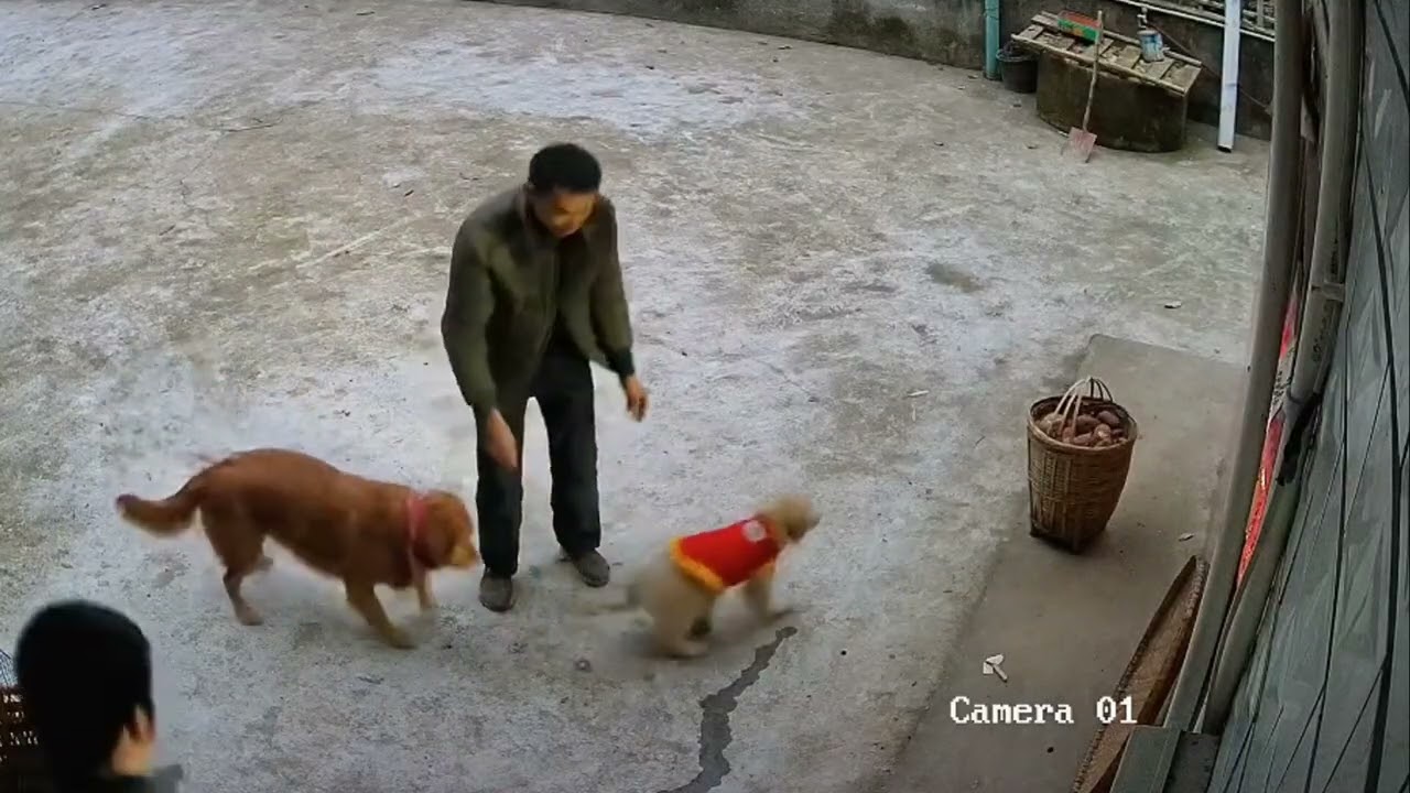 Man Catches Dog After Second-Floor Jump || ViralHog