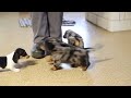 Miniature Dachshund dogs for sale: Piper - Video 1