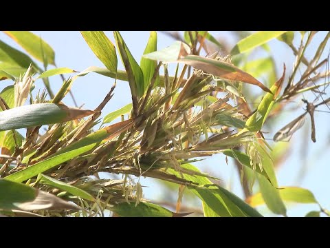 黒竹、黒杖竹 植物