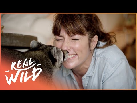 Sun Bears and Raccoons Are Fluffy and Unbelievably Smart