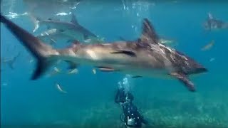 Shark repellent experiment - Oceans - BBC