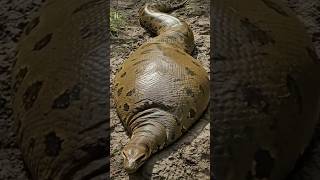 Download lagu 'Anaconda Snake Facts That Not Many People Know! #facts #anaconda #amazone #wild mp3 Download lagu 'Anaconda Snake Facts That Not Many People Know! #facts #anaconda #amazone #wild mp3