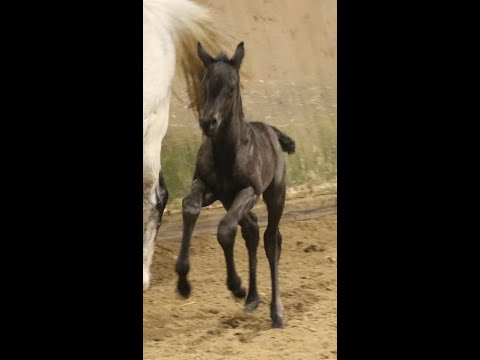 Inspector Barnaby von In my Mind 4 Tage alt