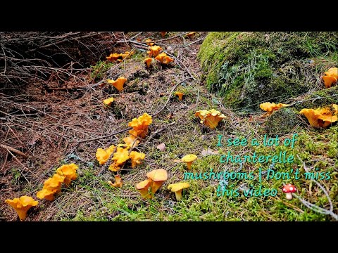 I see a lot of chanterelle mushrooms | Don´t miss this video.🍄