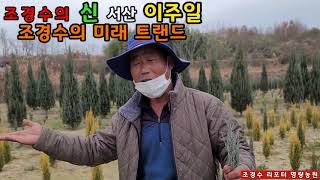 서산 이주일 조경수의 미래 트렌드. #블루헤븐 #블루엔젤 #블루애로우