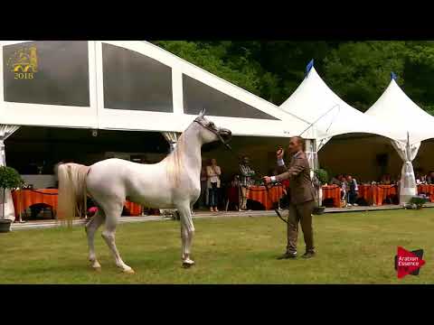 N.151 HATTAN AL NASSER - Bruges 2018 Int B - 3 Years Old Fillies (Class 107)