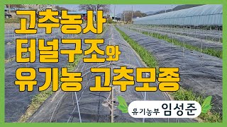 고추농사 터널구조와 유기농 고추모종