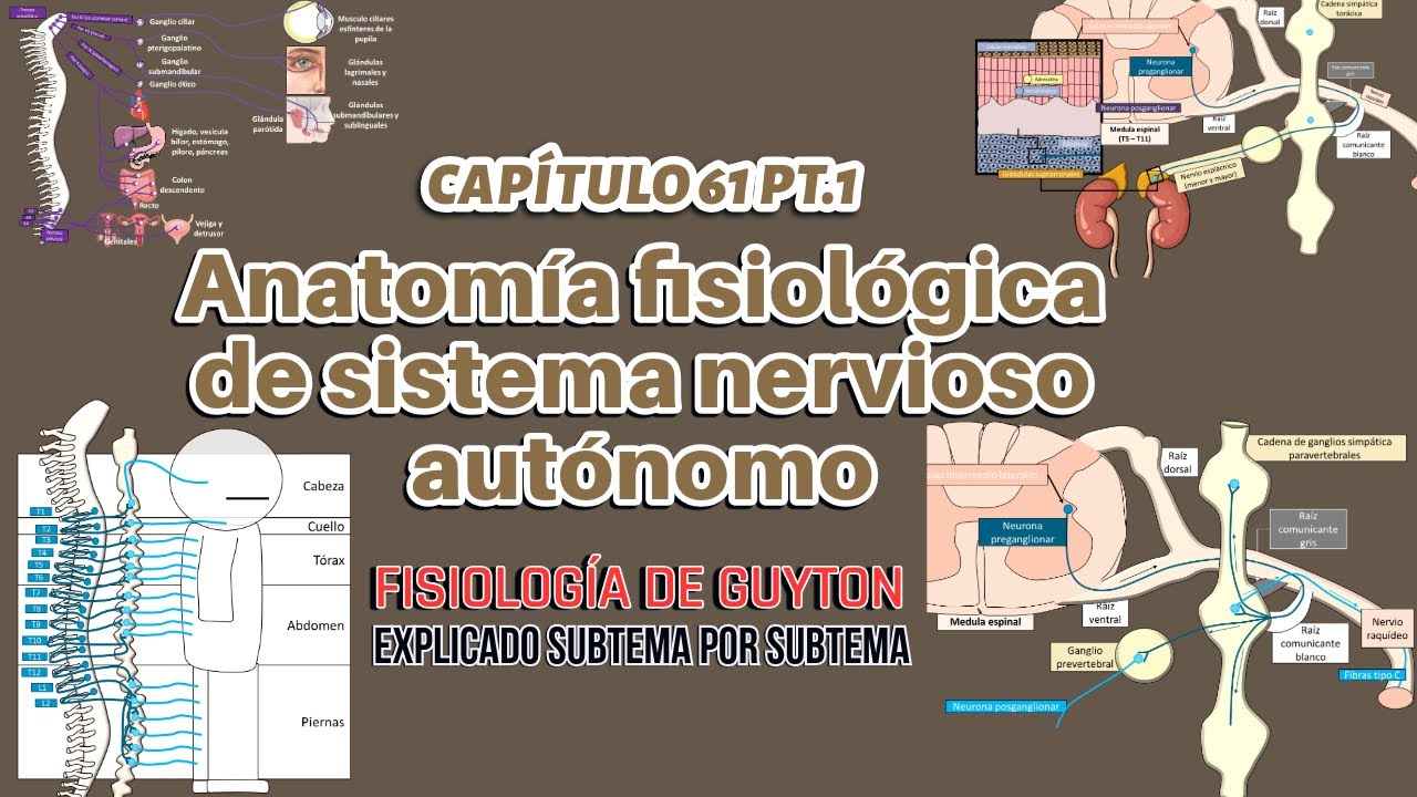 CAP 61 1/7: Anatomía fisiológica de sistema nervioso autónomo