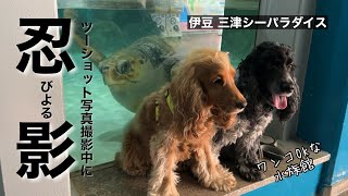 【お散歩スポット巡り#44】ワンコOKな水族館（伊豆　三津シーパラダイス）　イングリッシュコッカースパニエル「みみ」 の気持ち