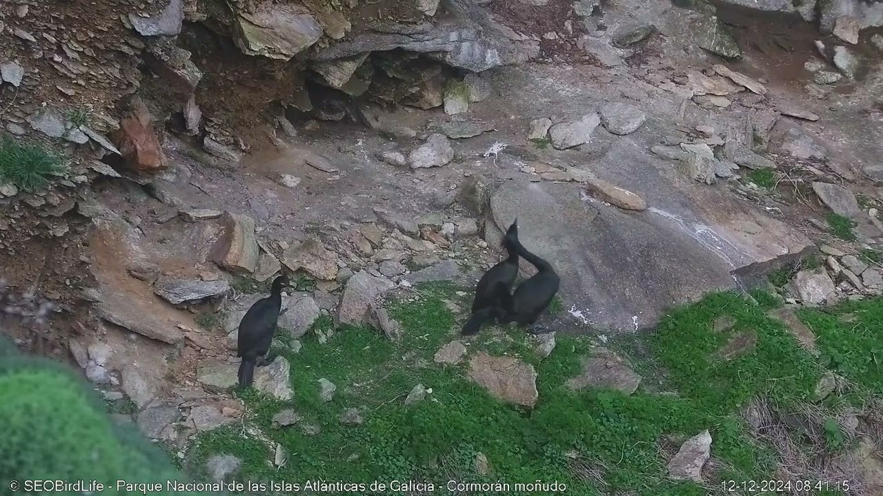 Cortejo cormorán moñudo-P. N. Islas Atlánticas de Galicia, España