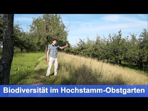 Förderung der Biodiversität im Hochstamm-Obstgarten