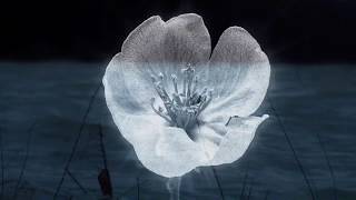 Robert Miles - A New Flower (cover) 23AM