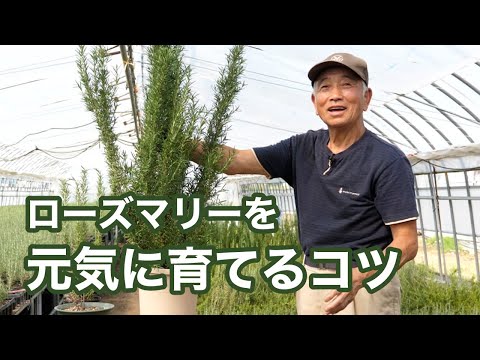 ローズマリーの葉が茶色になるのはなぜですか?最も一般的な 5 つの原因と植物を救うためのヒント  庭園