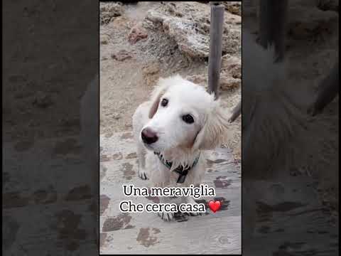 Regalo Toby splendido mix golden cerca casa