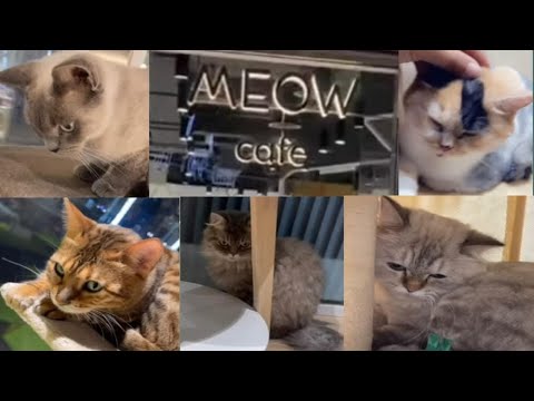 Meow cafe at Muneera, AbuDhabi