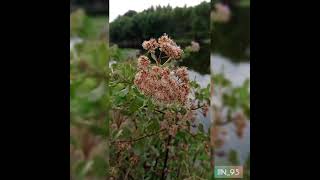 Download lagu Status WA 'Ojo Goblok Mencinta' Happy Asmara mp3 Download lagu Status WA 'Ojo Goblok Mencinta' Happy Asmara mp3