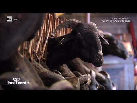 Anticorpi totali a helminths Medicina contro vermi di nastro