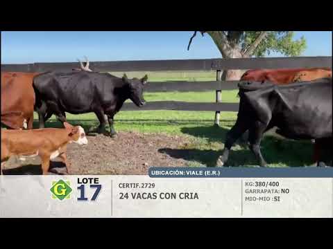 Lote Vacas con Crías