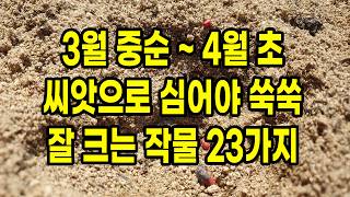 3월 중순 ~ 4월 초 씨앗으로 심어야 쑥쑥 잘 크는 작물 23가지