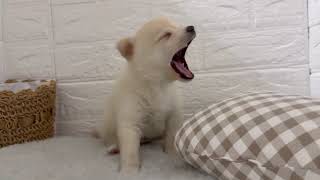 ハーフ犬の動画01