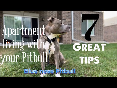 YouTube video about: Are pitbulls good apartment dogs?