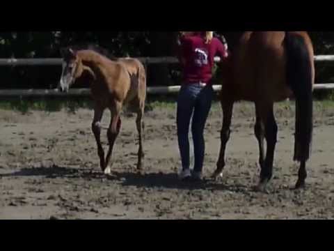 Fohlen Calido x Cyrkon xx x Nimmerdor (Cumano Stamm/Family)