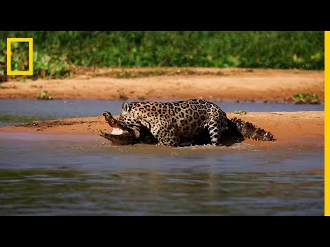 Jaguar ataca a un CAIMAN ¡IMPRESIONANTE! | National Geographic en Español
