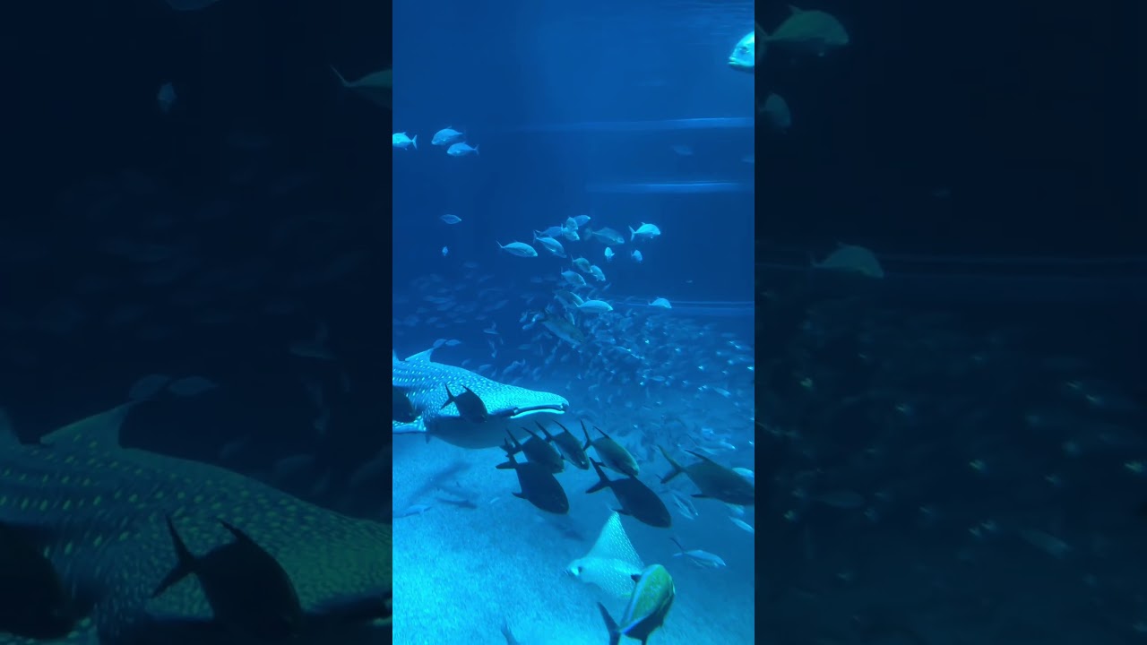 YouTube Short thumbnail