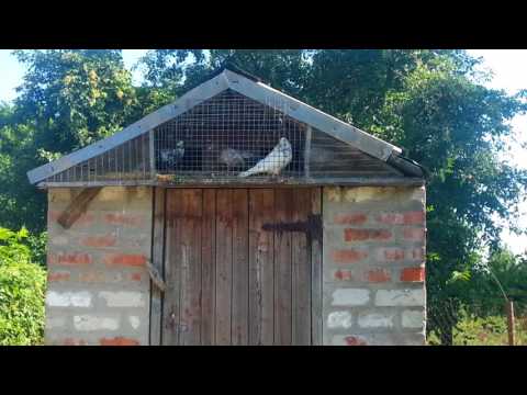 6 августа 2017 летний теплый день и николаевские голуби