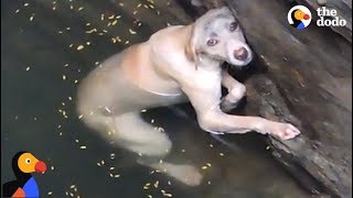 Drowning Dog Stuck In Well Is Rescued Just In Time  | The Dodo