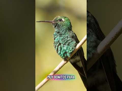 Explora Jardín, Antioquia: un paraíso colombiano lleno de encanto, naturaleza y cultura.