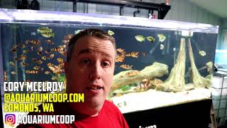FISH ROOM UPDATE - 800 Gallon Aquarium by Aquarium Co-Op