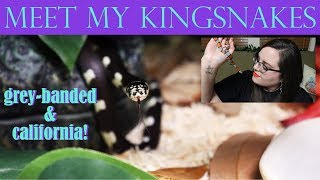 MEET MY KINGSNAKES | Grey-Banded & California!