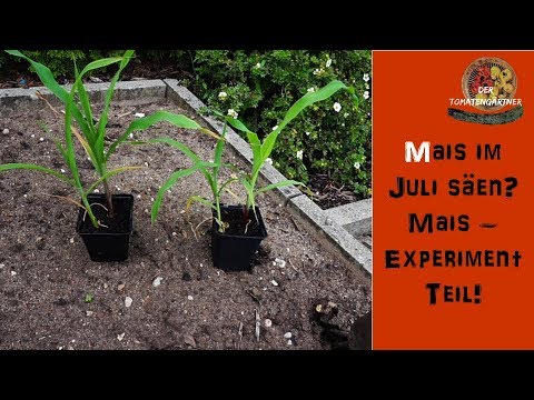 Mais im Juli aussäen? | Mais-Experiment Teil 1!