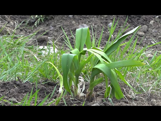Более 6,5 миллиона новых деревьев высадили в Иркутской области благодаря экологической акции «Сохраним лес»
