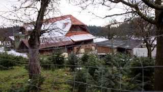 preview picture of video 'Buying Christmas Tree in Swiss Village.'