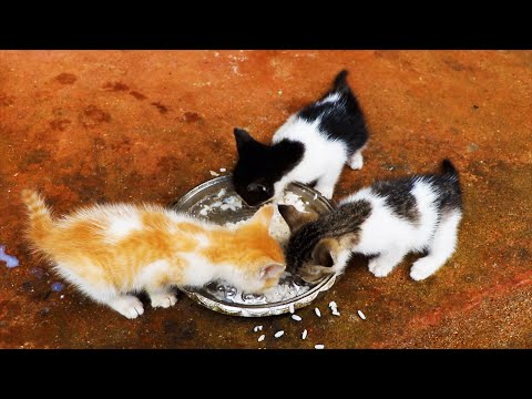 New kittens eating rice mixed with fish