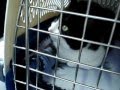 Magpie, The Littlest One - First Car Ride / First Doc Visit