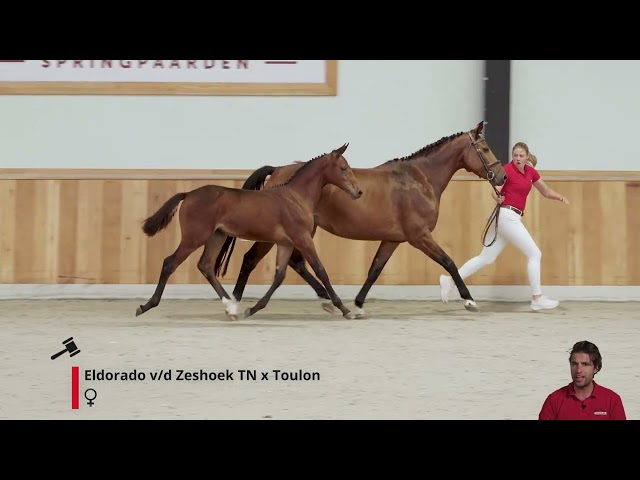 Elyounoussi Siraxta Z