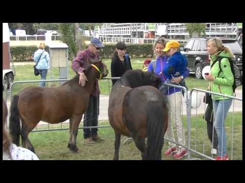 VIDEO - Atmosféra Koně v akci 2015 - Dostihové závodiště Pardubice
