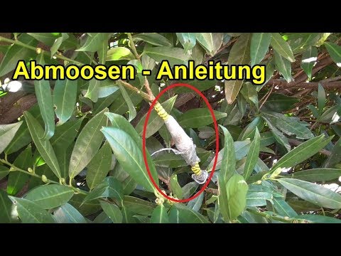 Pflanzen durch Abmoosen vermehren / selber ziehen – ANLEITUNG DIY Garten
