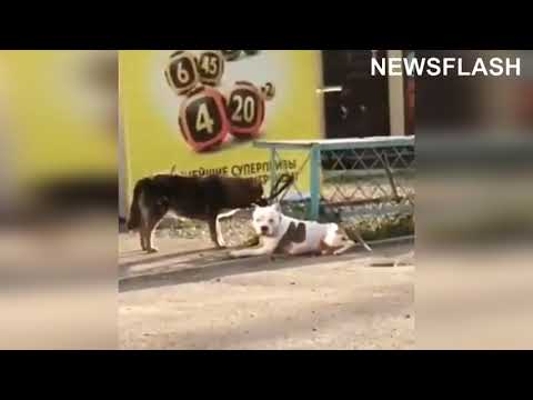 Stray Dog Frees Tied Up Pet Pooch And Takes It For Walk