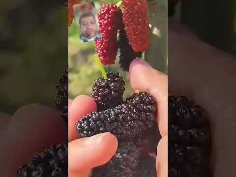 #fruit #mulberry #satisfying #food #berries #amazing #strawberry