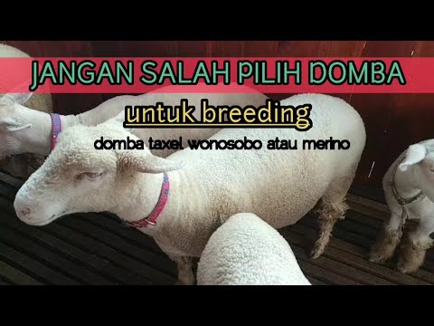 , title : '42 JANGAN SALAH PILIH DOMBA UNTUK MATERI BREEDING TEXEL WONOSOBO&MERINO//ELFATA FARM'