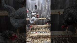 Chickens in the winter!