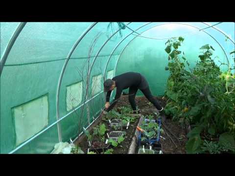 Tunnelväxthuset september 2014