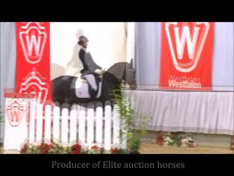 Don Bedo II Licensed westfalian stallion standing at stud family/progeny