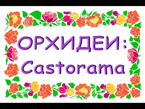 ЗАВОЗ шикарных ОРХИДЕЙ в "CASTORAMA",Самара,25.11.19.