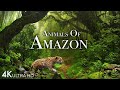 ANIMALS OF AMAZON 4K - ANIMALS THAT CALL THE JUNGLE HOME | AMAZON RAIN ..